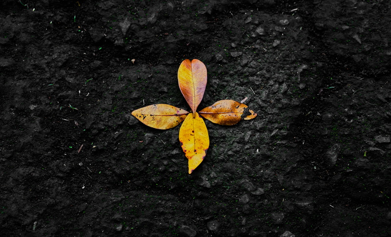 fragility, vulnerability, 5K, plant part, forest, natural condition, beauty in nature, close-up, change, leaf, brown, four, directly above, high angle view