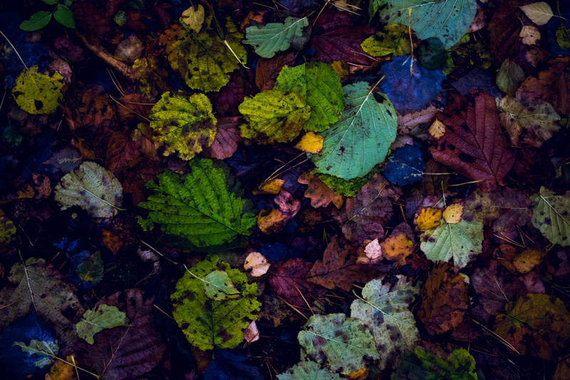 day, leaves, assorted, dry, directly above, green Color, pattern, high angle view, nature, no People, brown, season, yellow, forest, change, falling, autumn