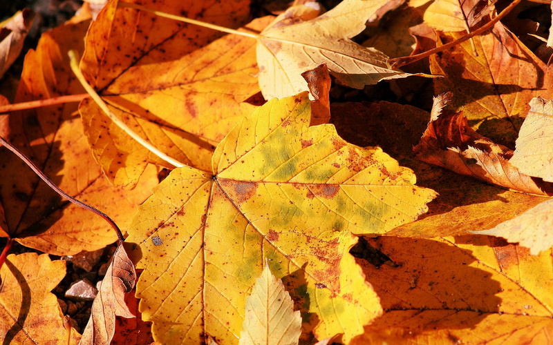 multi Colored, backgrounds, plant part, beauty In Nature, green Color, fragility, plant, bright, nature, fall, sunlight, dry, autumn, outdoors, natural condition