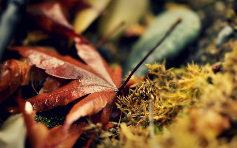 1080P, grass, fallen, leaves, autumn