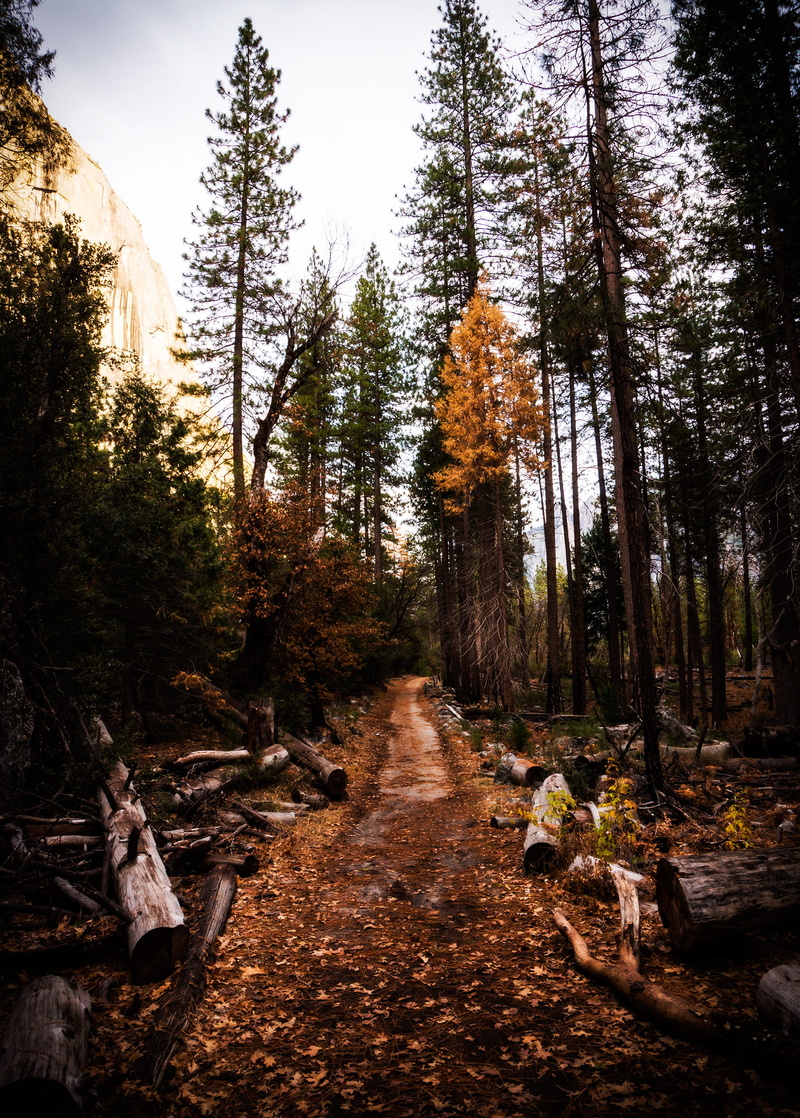 outdoors, tree, woods, trail, non-urban scene, leaves, hike, pathway, park, sky, scenics - nature, wood, 2K, direction, woodland, change, fall, autumn