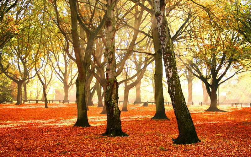 scenics - nature, color Image, orange Color, tranquil Scene, leaf, field, sun, brown, 1080P, october, fallen, colors, maple Tree, backgrounds, forest