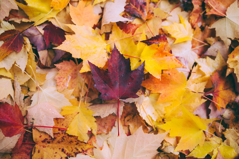 leaves, color Image, change, beauty In Nature, november, vibrant Color, leaf, plant part, fragility, natural condition, red, yellow, october, maple Tree