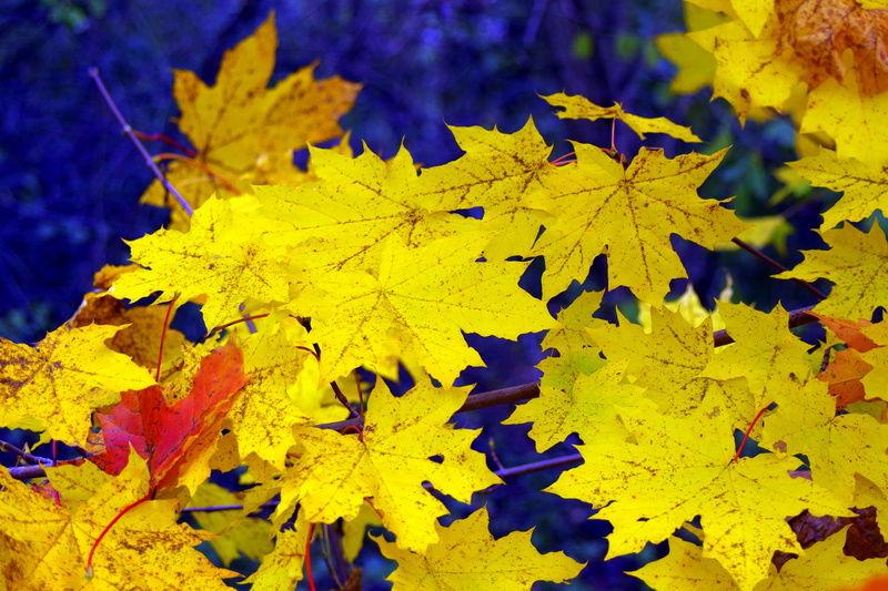 sunlight, nature, september, close-up, multi Colored, red, growth, backgrounds, orange Color, color Image, fall, tree, colors, 4K, woodland, gold Colored