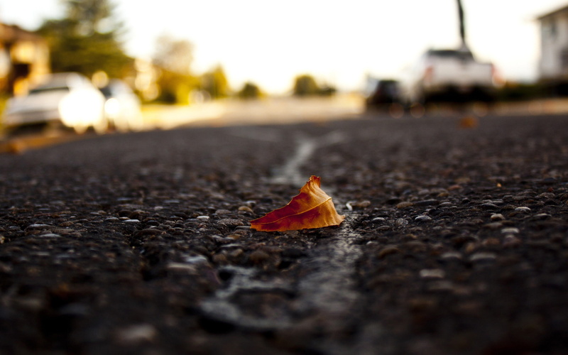 roads, fallen, leaves, macro, streets, 2K