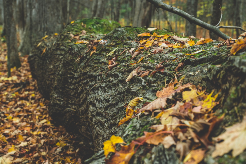 fallen, Backgrounds, 4K, Leaves, lichen, wood - material, change, forest, growth, no people, beauty in nature, Outdoor, bark, moss, tree, nature, Fall