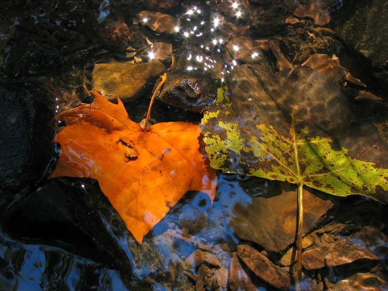 day, 720P, color Image, brown, reflection, puddle, multi Colored, september, leaf, yellow, floating on water, red, no People, forest, autumn, backgrounds