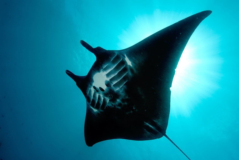 animal wildlife, Manta Ray, underwater, 720P, marine, low angle view, sea, Animal, nature, animals in the wild, vertebrate, turquoise colored, undersea