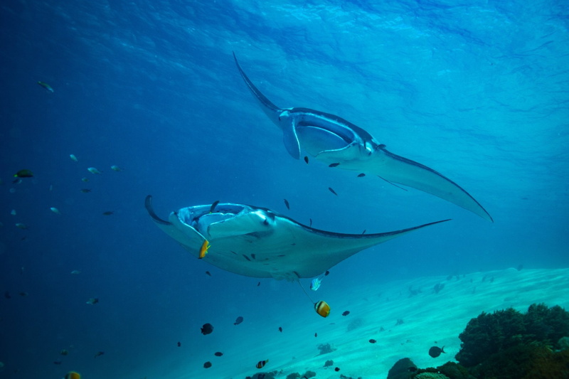 Animal, Underwater, Sea Life, Manta Ray, 1080P