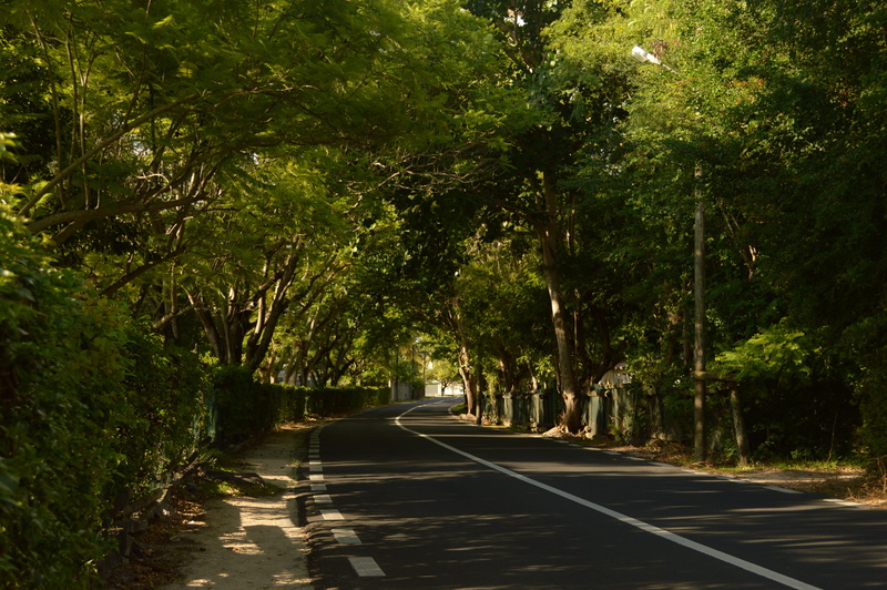 land, direction, empty road, symbol, growth, no people, beach, long, day, the way forward, nature, way, transportation, tree, tarmac, tree trunk, tranquility