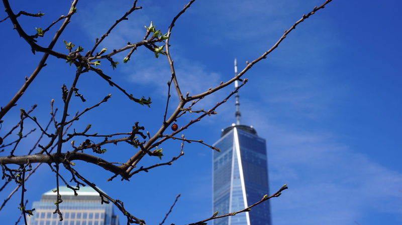 tree, memorial, manhattan, america, monument, bare tree, cityscape, landmark, skyscraper, dom tower, wtc, downtown, 911, usa, outdoors, blue, no people