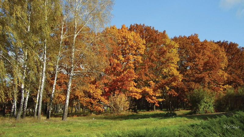 autumn, trees, 1080P, september, fall, colorful, nature and landscapes, grass, fields, orange