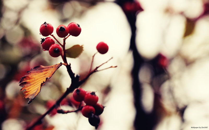 2K, fruit, red, macro, september, round
