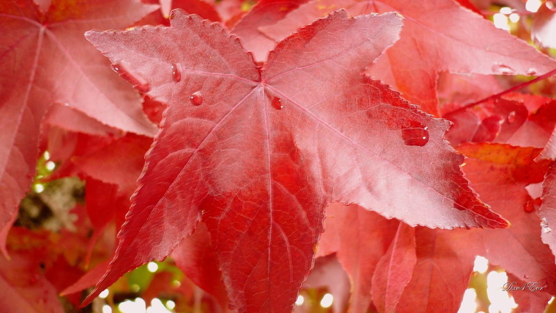 widescreen, tree, september, foliage, washington, 1080P, autumn, 3d and abstract, leaves, shower, fall