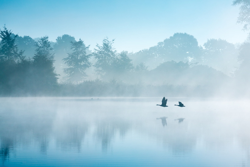 September, autumn, geese, lake, birds, 1080P, fog, swans, morning, Netherlands