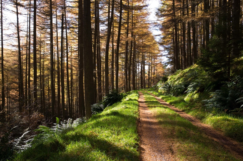 united kingdom, color, tranquil scene, the way forward, walk, autumn, hike, woodland, road, day, pine, green color, scotland, nordic, onward, footpath