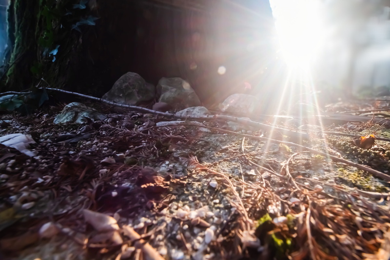 sunlight, sun, flare, clothing, falling, day, leaves, sunbeam, sky, tree, outdoors, ground, produce, nature, apparel, roots, close-up, sunstar, lens flare