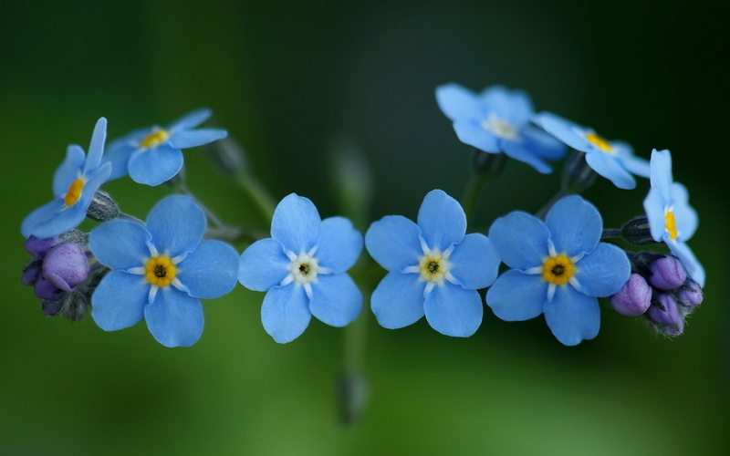 blue, forget, 1080P, forget-me-not, nature, flowers, blue flowers