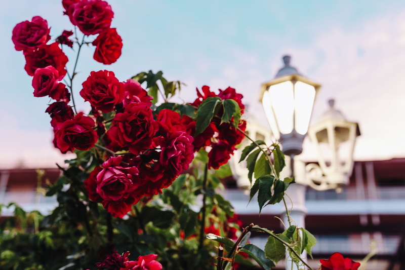 cultures, rose - flower, vulnerability, flower, plant part, sky, rose, day, architecture, nature, flower head, floral, petal, Bulgaria, leaf, flowers, flowering plant