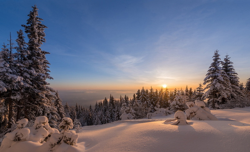 Bulgaria, fog, coniferous tree, 1080P, forest, winter, sunrise, Europe, beauty in nature, sky, vitosha, land, sunset, non-urban scene, snow, landscape