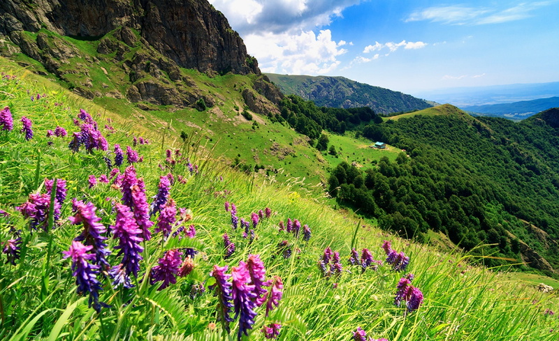 flowers, tranquility, freshness, flower, land, Bulgaria, beauty in nature, non-urban scene, idyllic, scenics - nature, no people, sky, springtime, rocks