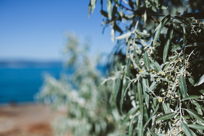 close, tree, land, beach, clear sky, seaside, water, coastline, horizon over water, balkan, sea, Nessebar, focus on foreground, outdoors, Black Sea, summer