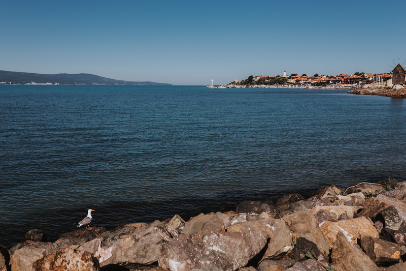 blue, animal themes, black, travel Locations, nature, sunny, landscape, coastline, Sunny Beach, waterscape, no People, ocean, solid, animal, day, Black Sea
