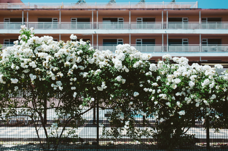 floral, low angle view, window, freshness, vulnerability, flowering plant, building, fragility, day, building Exterior, tree, Roses, Bulgaria, flora, architecture And Buildings