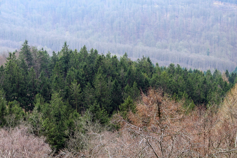5K, tranquil scene, trees, firs, environment, high angle view, non-urban scene, nature, foresight, country life, growth, detmold, vision, Teutoburg Forest