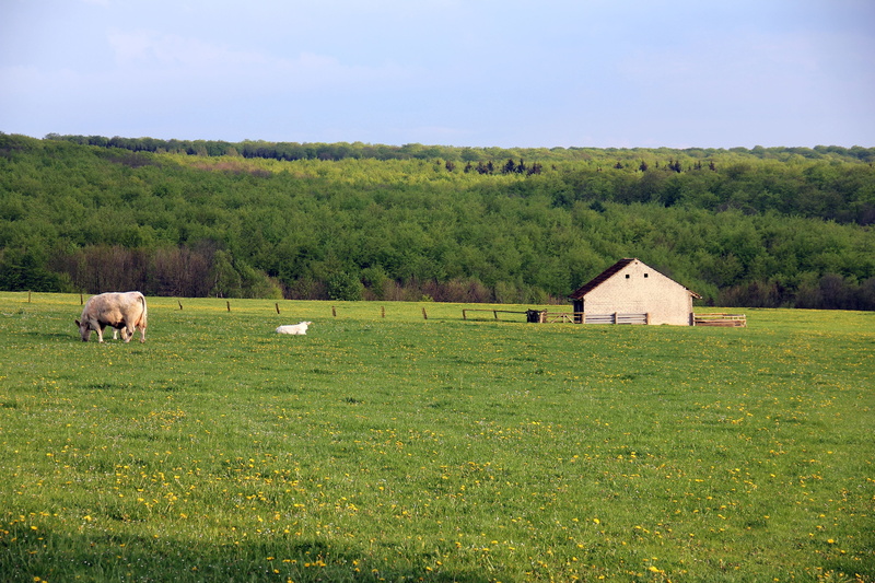 green color, no people, pets, beauty in nature, livestock, plant, animal themes, agriculture, animal, 5K, home, mammal, outdoors, domestic animals, herbivorous