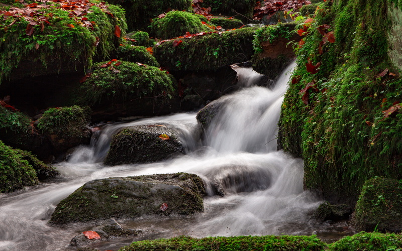 5K, idyll, autumn colours, beauty in nature, nature park, creek, bach, lip, rock - object, teutoburg forest, plant, nature, forest, stream - flowing water