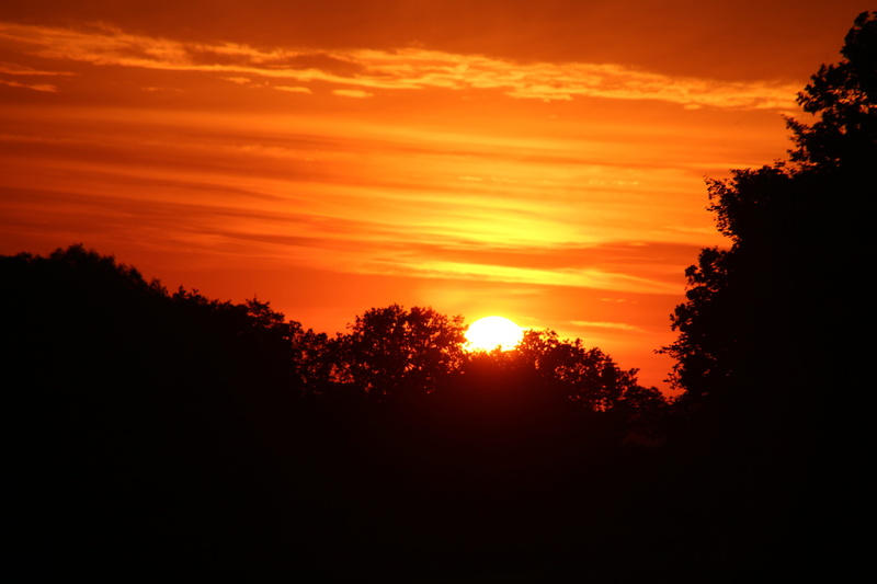detmold, evening, sunset, tree, sky, sun, no people, dusk, plant, tranquility, silhouette, beauty in nature, environment, non-urban scene, tranquil scene
