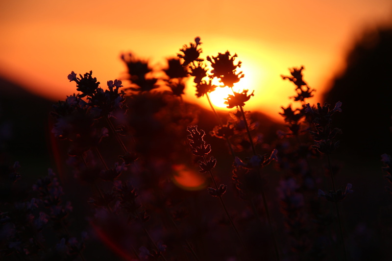 orange color, cloud - sky, back lit, springtime, tree, lip, silhouette, plant, dark, sun, scenics - nature, sunbeam, panorama, detmold, nature, lens flare