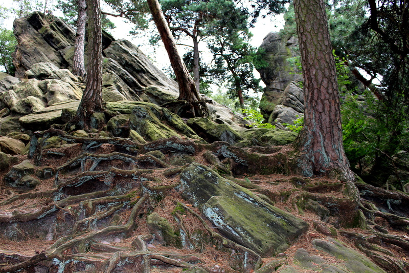 growth, mountains, tranquility, Stones, tranquil scene, moss, dörenther clip, scenics - nature, scenics, hiking, nature, beauty in nature, plant, cliff