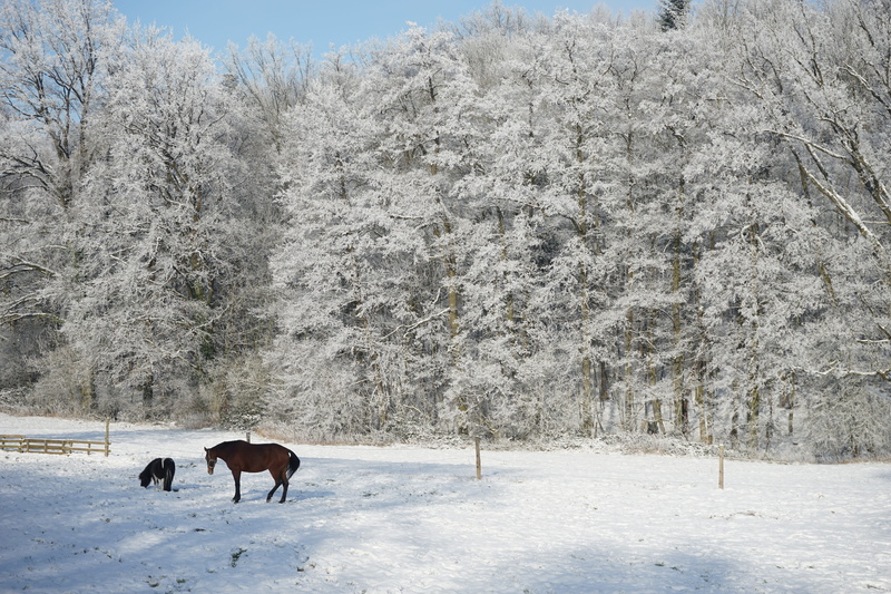 snowcapped mountain, pets, horses, outdoors, lip, domestic, cold temperature, animal themes, wilberg, teutoburg forest, field, tree, beauty in nature, no people