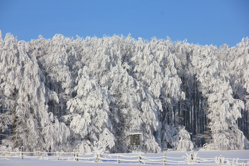 tree, scenics - nature, winter, white color, non-urban scene, outdoors, tranquility, snowcapped mountain, season, nature, land, no people, snow, cold - Temperature