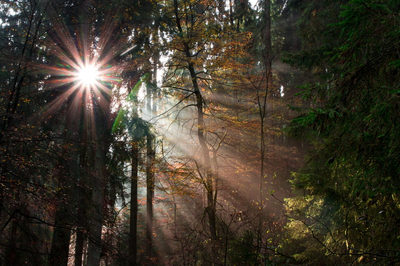 4K, romantic, tranquility, land, sunlight, landscape, sun, day, germany, lip, silver valley, autumn colours, growth, lens flare, beauty in nature, ostwestfalen