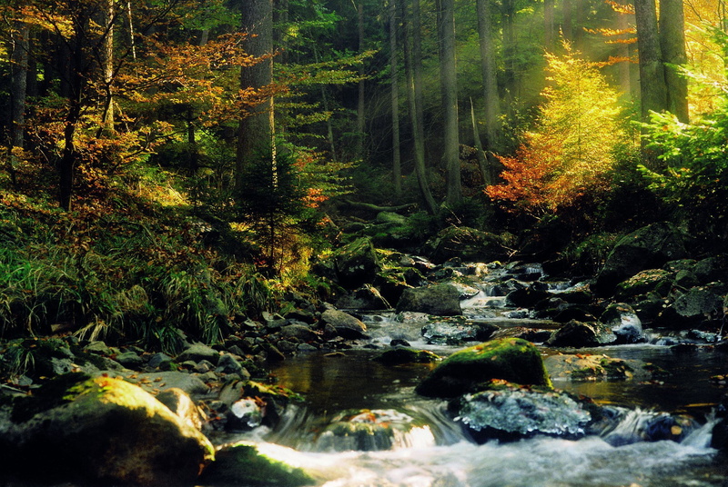 river, flowing water, day, flowing, motion, rainforest, scenics - nature, nature, autumn, beauty in nature, green, sunlight, creeks, land, rock, stream - flowing water
