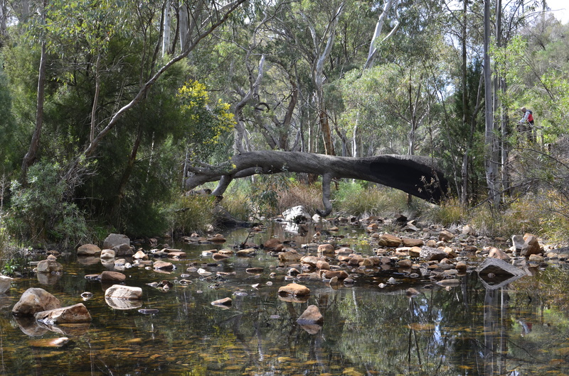 group of animals, nature, water, vertebrate, Mambray Creek, animal wildlife, growth, forest, 4K, tree, creeks, beauty in nature, waterfront, no people