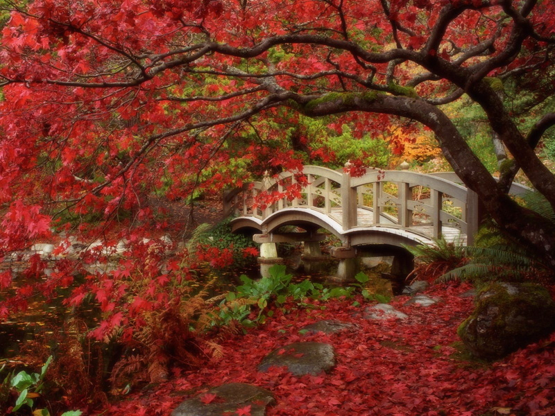 720P, trees, Japan, fall, red leaves, bridge, creeks