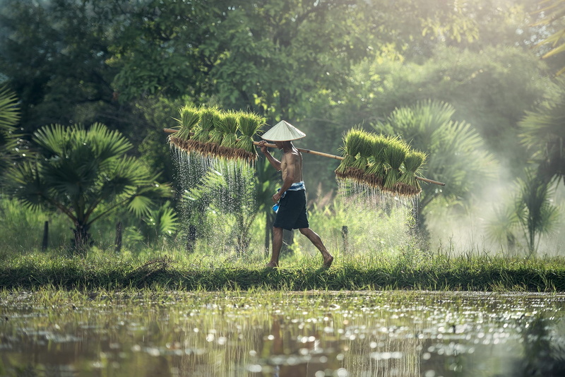clothing, plant, green, agriculture, hat, full length, tree, walking, growth, umbrella, stick, asian style conical hat, water, women, green color, rice paddy