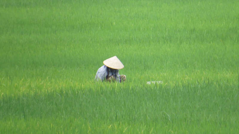 mai chau, grass, growth, farm worker, adult, 4K, green color, farmer, asian style conical hat, rural scene, plant, clothing, field, land, farmers wife