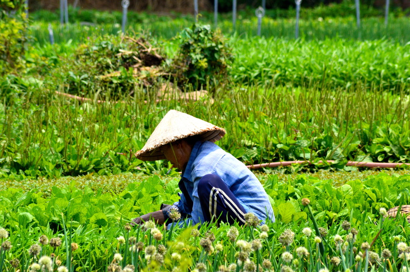 green color, farm, nature, travel, vietnam, occupation, landscape, 5K, clothing, agriculture, one person, real people, vietnamese, field, farm worker