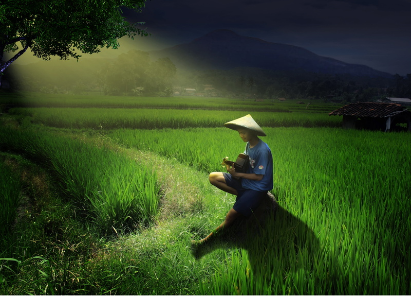 tree, rice paddy, grass, farm, one person, green, 4K, rural scene, farmer, field, landscape, scenics - nature, hat, crop, agriculture, growth, beauty in nature