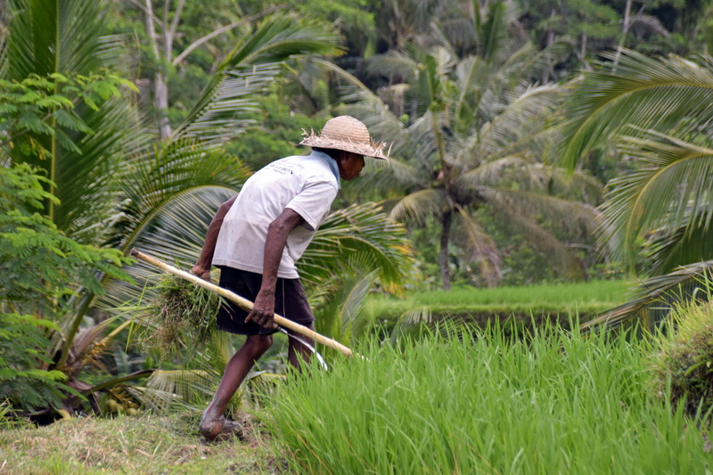 plantation, adult, Indonesia, hat, gardening, casual clothing, bauer, rice fields, working, Bali, outdoors, Ubud, landscape, rice terraces, man, nature