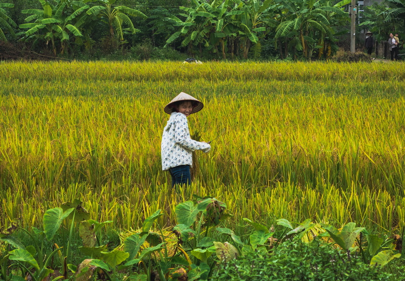 work, outdoors, rural scene, philippines, cute, standing, ninh bình, day, funny, portrait, landscape, crop, colorfull, truesmile, smile, fun, land, agriculture