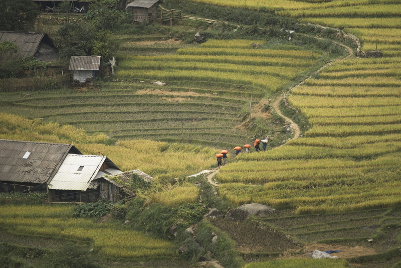 agriculture, asia, only women, outdoors, many color, farmer, women, horizontal, nature, crop, vietnam, plant, terraced field, rice paddy, 8K, the field