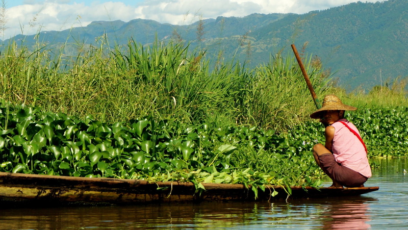 green, tribal, waterfront, Boat, one person, person, people, river, plants, hat, burmese, lake, growth, clothing, nature, three quarter length, boatsmen