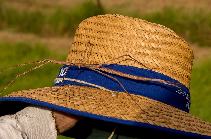 land, clothing, wild, insect, 2K, field, brown, hat, focus on foreground, asian style conical hat, australia, outdoors, nature, stick insect, queensland