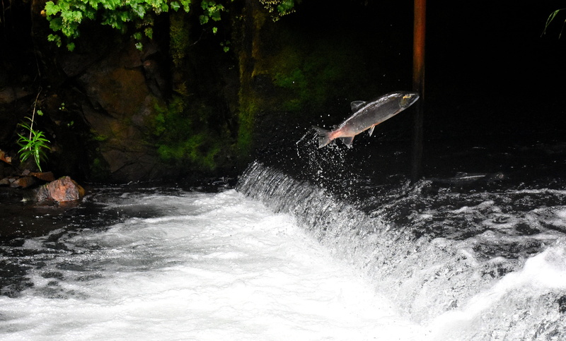 flowing water, scenics - nature, animals in the wild, motion, stream, sea, nature, day, surrounded, animal, top, surfing, beauty in nature, salmon, daytime